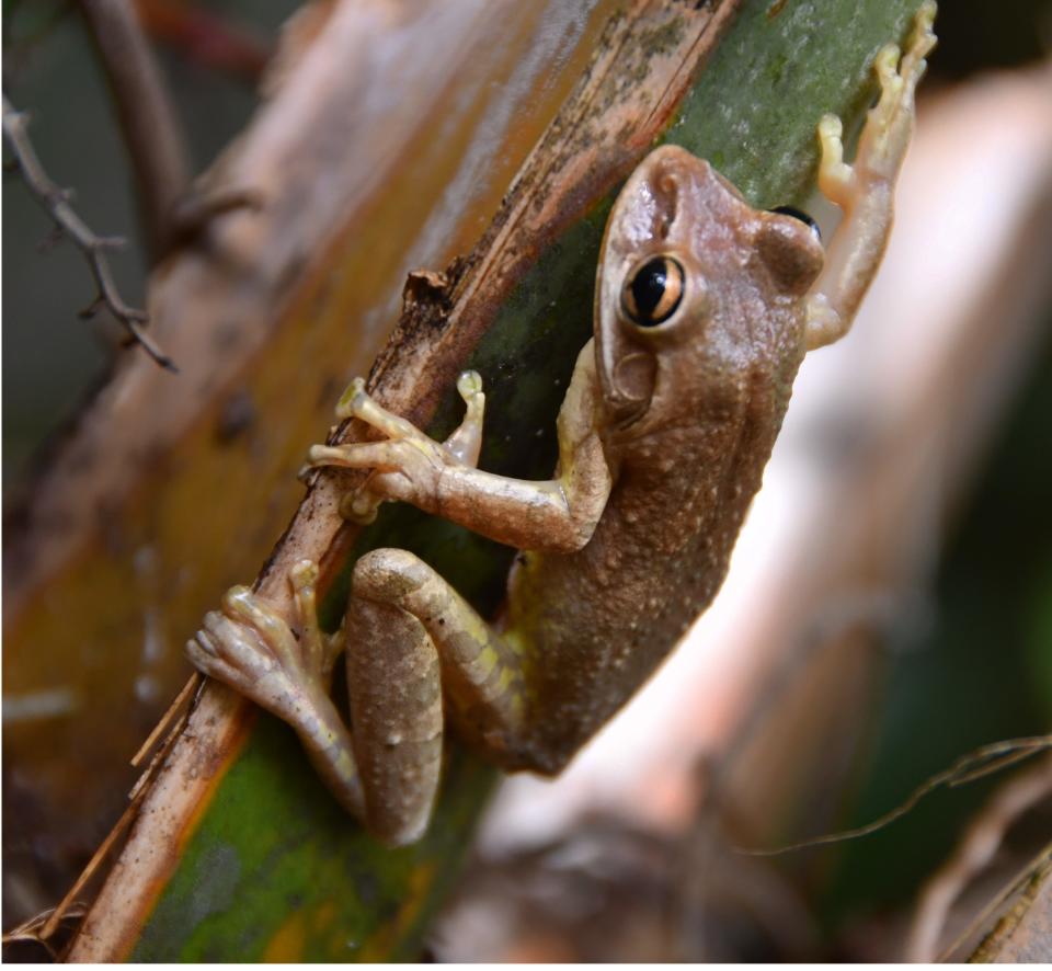 Cuban trees frogs in Cocoa Beach. 