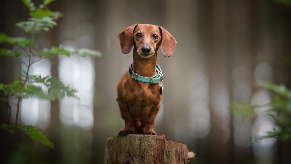 Dachshund dog stood on log in forest