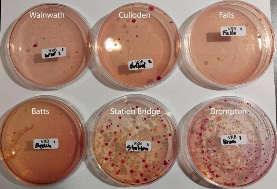 The Northern Echo: Coliform levels in samples from the river Swale 24/09/23.  Red colonies are coliform bacteria.