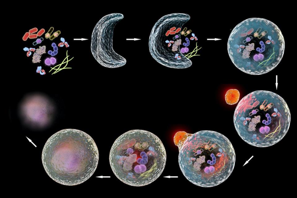 Autophagy involves the formation of a membrane around the cellular material to be eliminated. This autophagosome eventually joins with another organelle called a lysosome (orange sphere, fifth step) which releases chemicals that break down its contents. <a href="https://www.gettyimages.com/detail/illustration/stages-of-autophagy-illustration-royalty-free-illustration/713780595" rel="nofollow noopener" target="_blank" data-ylk="slk:Kateryna Kon/Science Photo Library via Getty Images;elm:context_link;itc:0;sec:content-canvas" class="link ">Kateryna Kon/Science Photo Library via Getty Images</a>