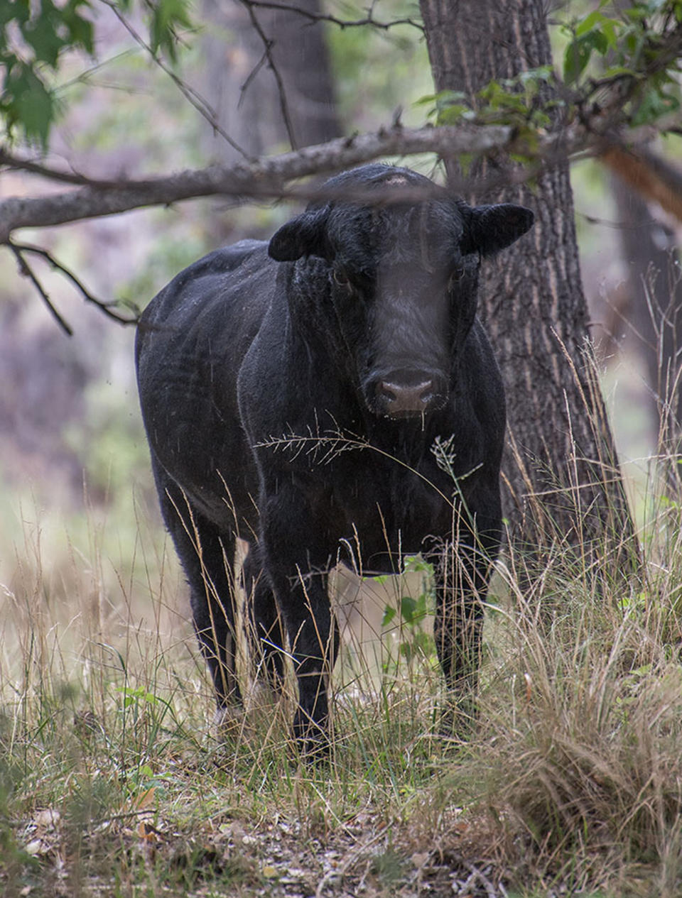 In this photo provided by Robin Silver, a feral bull is seen along the Gila River in the Gila Wilderness in southwestern New Mexico, on July 25, 2020. U.S. forest managers in New Mexico are moving ahead with plans to kill feral cattle that they say have become a threat to public safety and natural resources in the nation's first designated wilderness, setting the stage for more legal challenges over how to handle wayward livestock as drought maintains its grip on the West. (©Robin Silver/Center for Biological Diversity via AP)