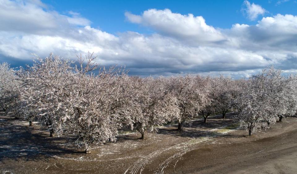 Almond trees in full bloom on Carver Road in Modesto, Calif., Saturday, March 4, 2023. 