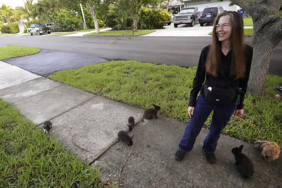 Alicia Griggs mira a los conejos delante de su casa durante una entrevista el martes 11 de julio de 2023 en Wilton Manors, Florida. Griggs lidera los esfuerzos para reunir de 20.000 a 40.000 dólares que costaría que un grupo de rescate capture, esterilice, vacune, aloje y regale a los entre 60 y 100 conejos cabeza de león que habitan Jenada Isles, una población de 81 viviendas en Wilton Manors. (AP Foto/Wilfredo Lee)