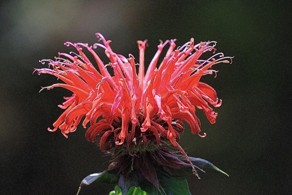 Scarlet bee balm, nature’s self-made July 4th firework display.
