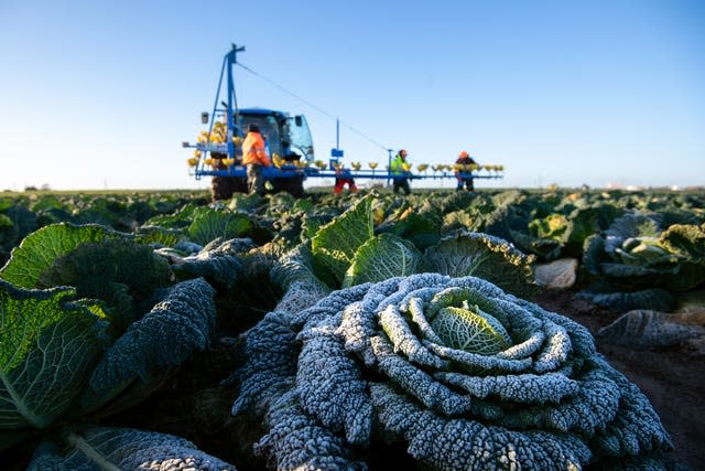 Vegetable harvest