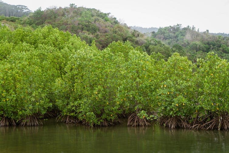 <span class="caption">Mangroves are effective buffers against storms and help trap more sand around the coast.</span> <span class="attribution"><a class="link " href="https://www.shutterstock.com/image-photo/tanaman-bakau-shrub-small-tree-that-1541915537" rel="nofollow noopener" target="_blank" data-ylk="slk:Ibenk_88/Shutterstock;elm:context_link;itc:0;sec:content-canvas">Ibenk_88/Shutterstock</a></span>