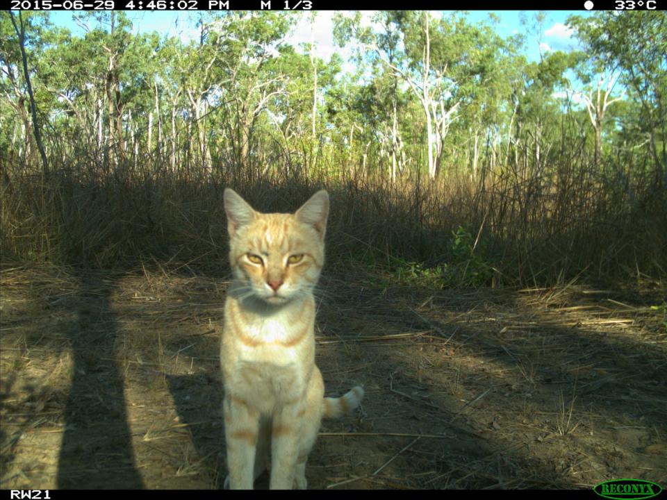 A feral cat detected by a camera trap in tropical savanna in Northern Australia. Northern Territory Government, <a href="http://creativecommons.org/licenses/by/4.0/" rel="nofollow noopener" target="_blank" data-ylk="slk:CC BY;elm:context_link;itc:0;sec:content-canvas" class="link ">CC BY</a>