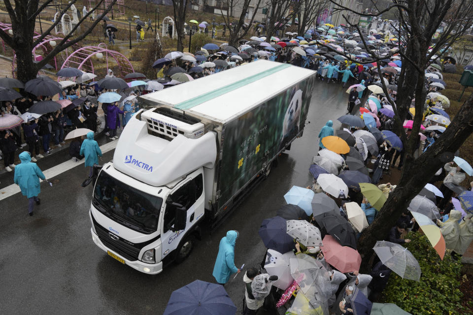 A vehicle carrying Fu Bao, the first giant panda born in South Korea, arrives for a farewell ceremony before being transferred to the airport for China at the Everland amusement park in Yongin, South Korea, Wednesday, April 3, 2024. A crowd of people, some weeping, gathered at a rain-soaked amusement park in South Korea to bid farewell to their beloved giant panda before her departure to China on Wednesday.(AP Photo/Lee Jin-man)