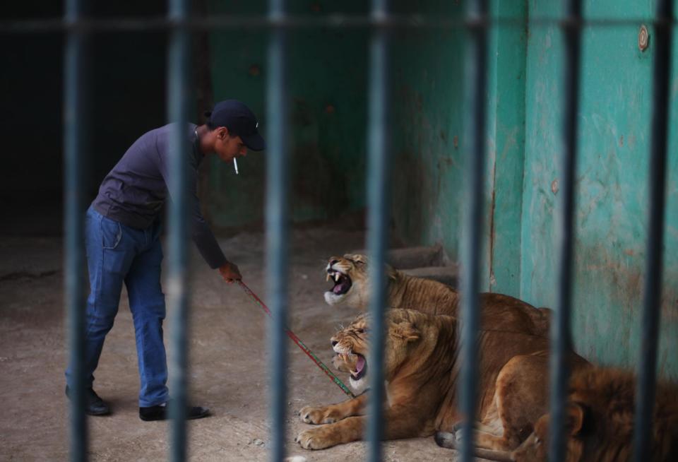 In this Sunday, Nov. 24, 2013 photo, Mahmoud, a zoo keeper, pokes lions with a metal stick to provoke them to roar as an attraction for visitors at a zoo in Amman, Jordan. Dog breeding coupled with dognapping is a thriving business in Jordan, where lax laws call for only a $7 fine for violators and police remain hesitant to pursue those suspected of animal abuse. Activists have campaigned for years for increased penalties, but lawmakers seem uninterested to pursue it in a culture where animal abuse remains rampant. (AP Photo/Mohammad Hannon)