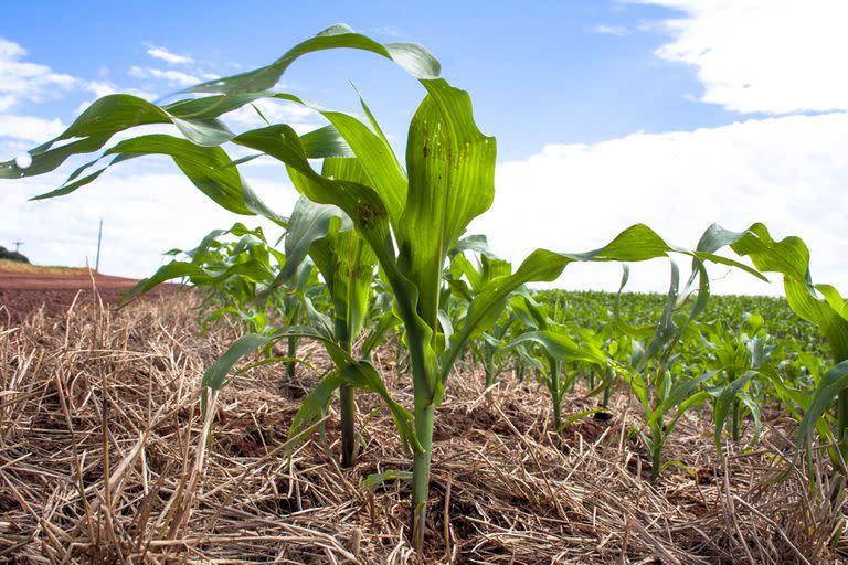 Corn field in Brazil