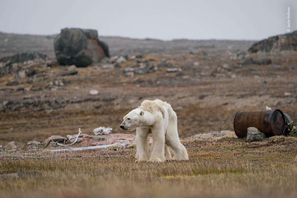 "Justin&rsquo;s whole body pained as he watched this starving polar bear at an abandoned hunter's camp, in the Canadian Arctic, slowly heave itself up to standing. With little, and thinning, ice to move around on, the bear is unable to search for food."