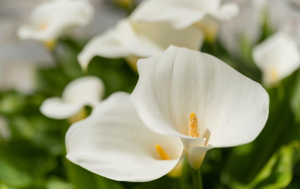 calla lily brosimum aethiopica, arum lily, greece