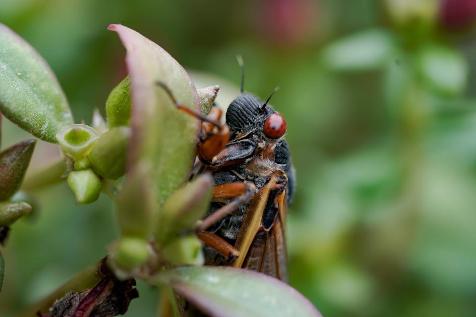 An adult periodical cicada clings to a plant on May 24, 2021 in Washington, DC.