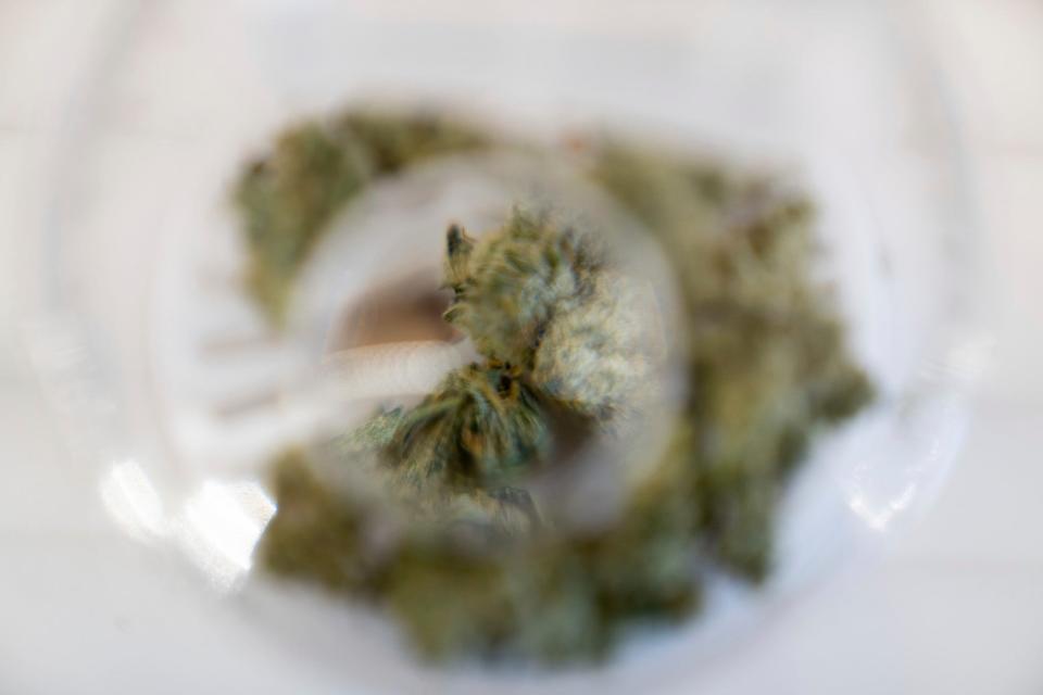 A microscope display of the Kitchen Sink flavor of cannabis at Lume Cannabis Co. in Southfield on Monday, June 26, 2023. The 33rd Lume in Michigan is expected to open very soon. 