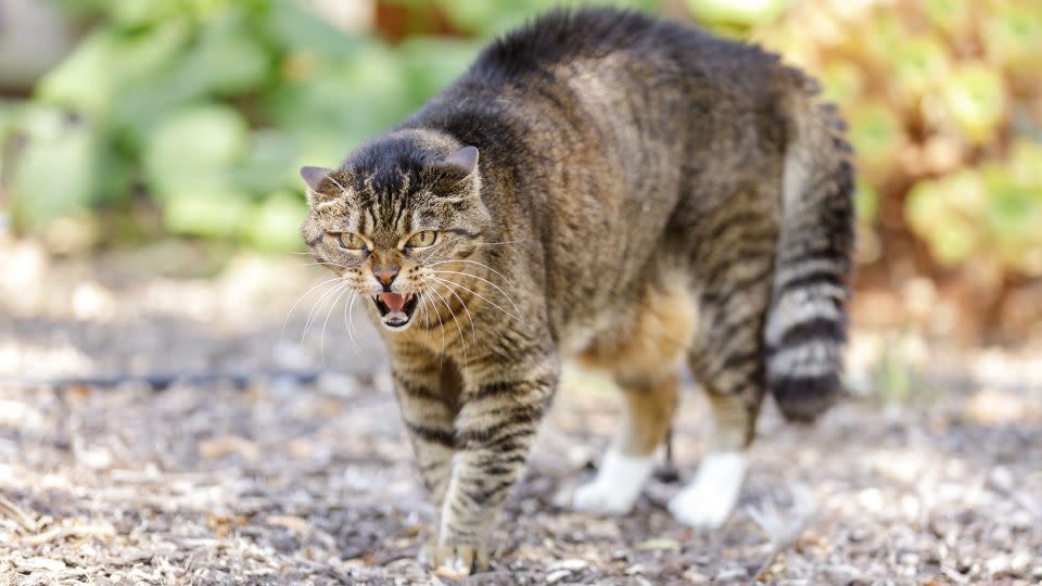 A cat showing aggression will have constricted pupils and ears flattened against its head. - yhelfman/iStockphoto/Getty Images