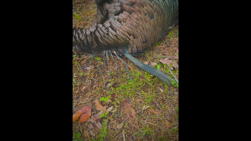 Fewer than 10 percent of turkeys have more than one beard, the agency said.