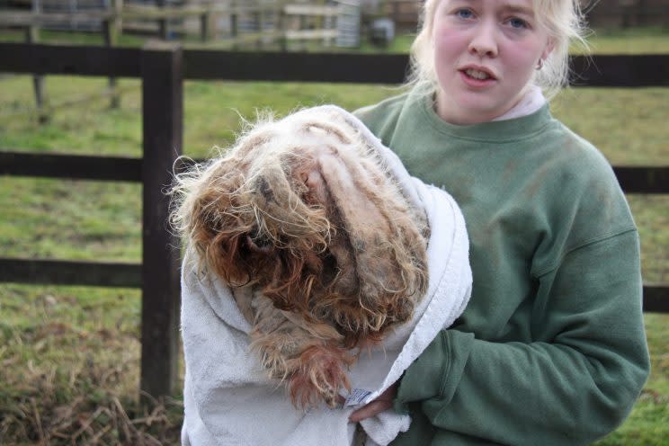 Poor Towser the terrier was so matted she couldn’t see, walk or WEE.