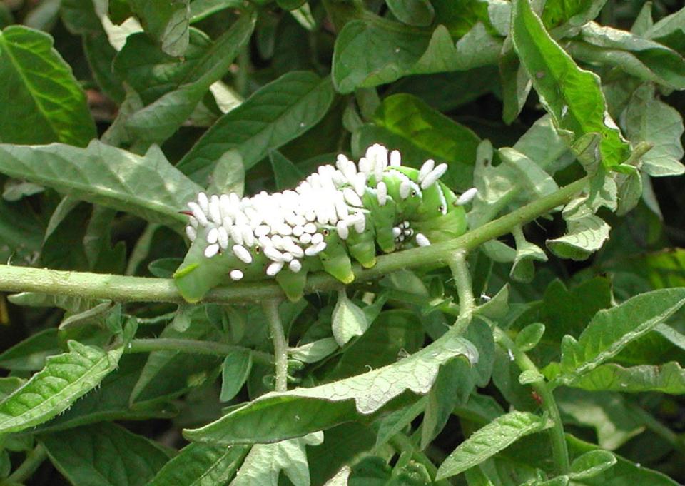 A tomato hornworm infected with parasitic wasps; the white things protruding from the worm are cocoons for the wasp.