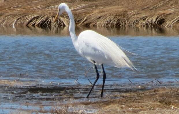 A great egret is seen on Prince Edward Island in 2018. In the Ottawa area, populations of the metre-tall, bright white birds continue to rise year over year.