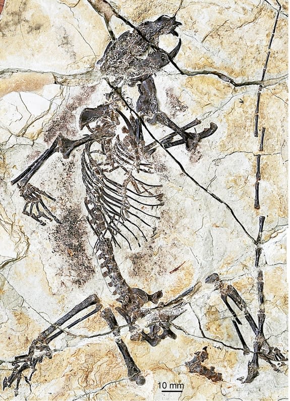 The holotype specimen of <em>Senshou lui</em>, which represents a new species of euharamiyidan mammal, described in the Sept. 11, 2014, issue of the journal Nature.