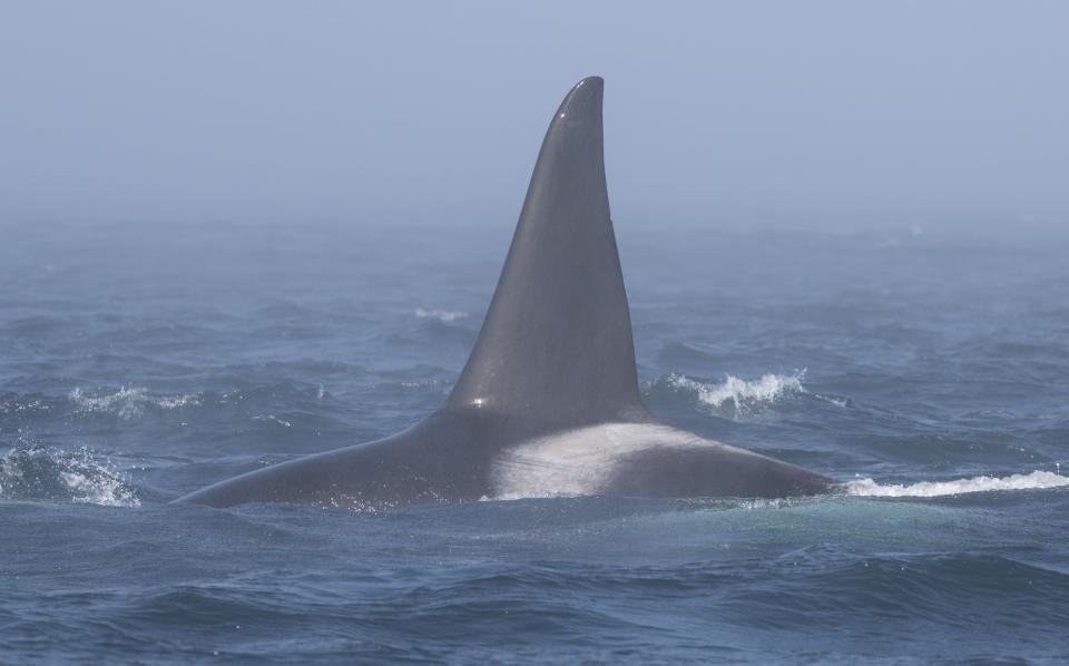 Bigg's orca T251.