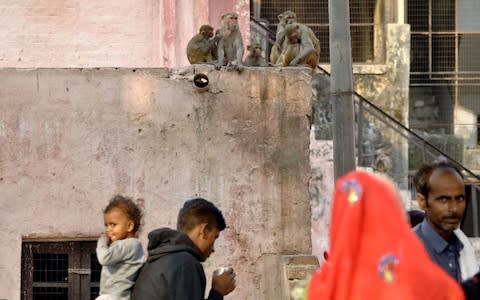 Some urban groups have called on the government to sterilise and cull monkeys in cities, saying they should not be protected under wildlife legislation - Credit:  PAWAN SHARMA/AFP