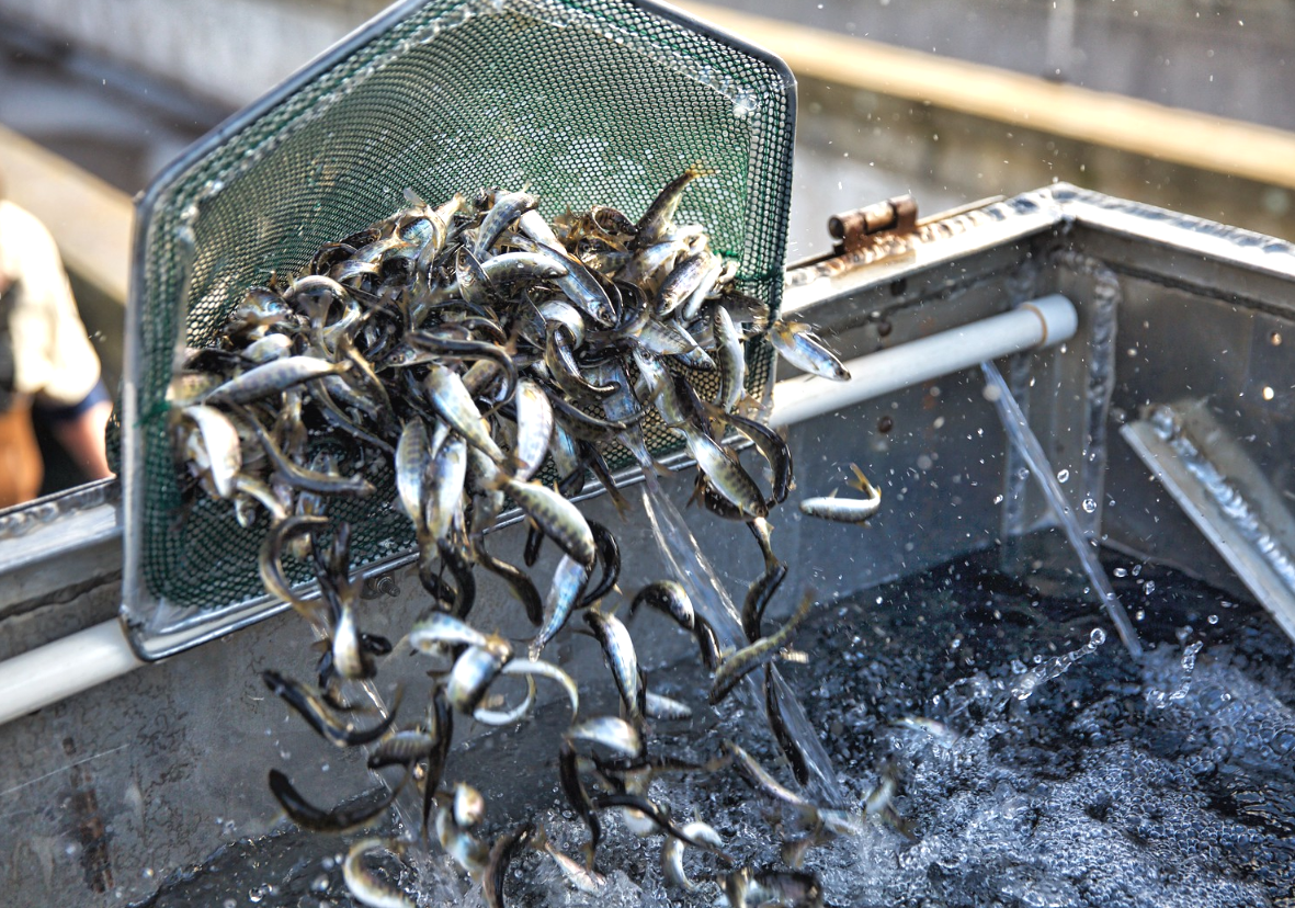 Winter-run juvenile Chinook salmon are prepared for release at Coleman National Fish Hatchery in March 2018.