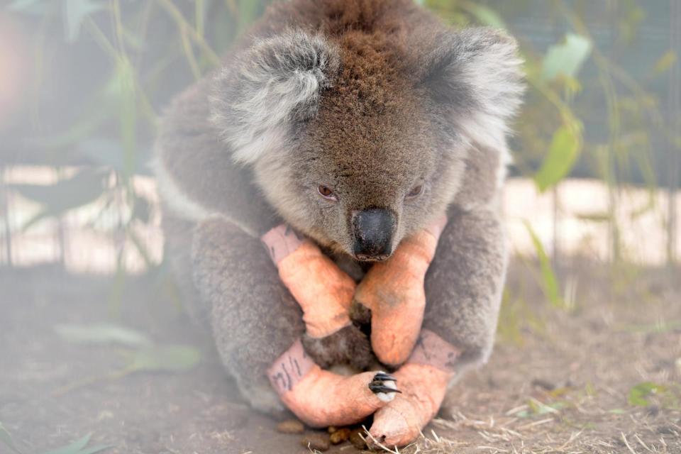 An injured koala sits at an emergency wildlife centre on Kangaroo Island, South Australia, which was also ravaged by bushfires: REUTERS