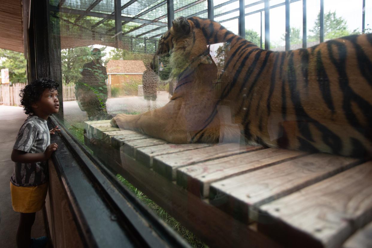 Kavin Boatright, 3, on Thursday looks into the eyes of 7-year-old Nisha, a Sumatran tiger at the Topeka Zoo.