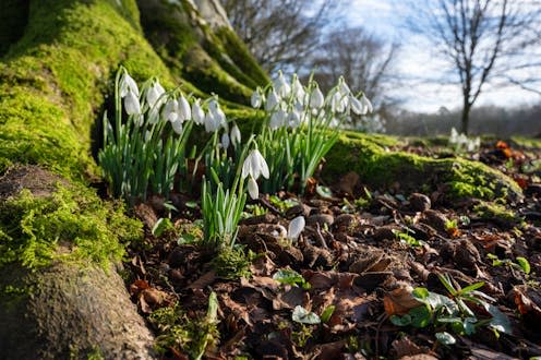   <span class="attribution"><a class="link " href="https://www.shutterstock.com/image-photo/snowdrop-wild-flowers-base-tree-february-2262926611" rel="nofollow noopener" target="_blank" data-ylk="slk:Shawnwil23/Shutterstock;elm:context_link;itc:0;sec:content-canvas">Shawnwil23/Shutterstock</a></span>