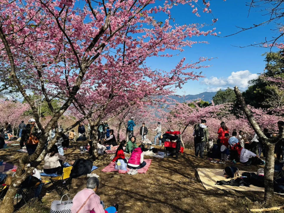 <strong>高雄桃源區寶山二集團櫻花公園舉辦櫻花季活動，許多遊客在櫻花樹下野餐。（圖／中天新聞）</strong>