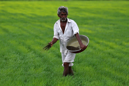 FILE PHOTO - A farmer spreads fertiliser mixed with potash in his paddy field on the outskirts of Ahmedabad, India, July 13. 2017. REUTERS/Amit Dave/File Photo