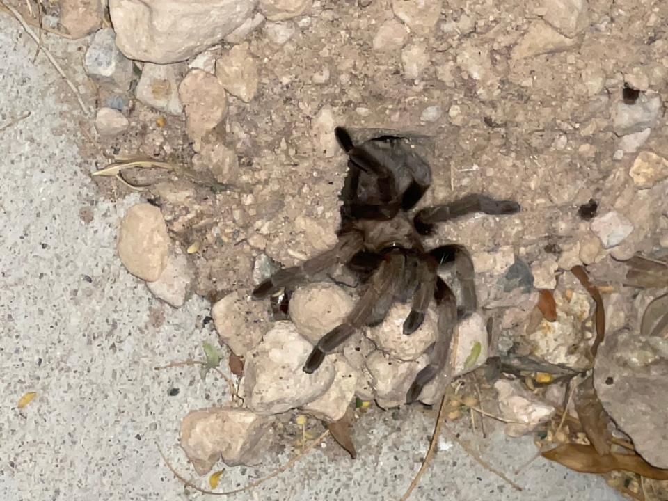 A large spider crawling out of a hole in a stone wall.