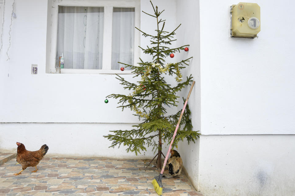 A hen walks around a Christmas tree in Leresti, Romania, Saturday, Jan. 9, 2021. Valeriu Nicolae and his team visited villages to deliver aid. The rights activist has earned praise for his tireless campaign to change for the better the lives of the Balkan country’s poorest and underprivileged residents, particularly the children. (AP Photo/Andreea Alexandru)