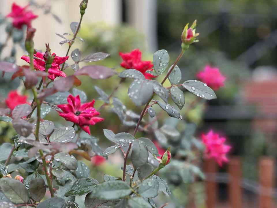 <p>A Portrait mode photo from the iPhone 14 Pro's main camera of red flowers in a patch of plants in a park with water droplets on their leaves.</p>
