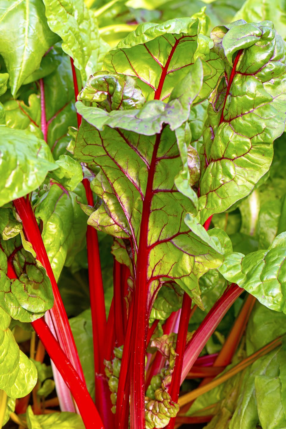 14) Swiss Chard