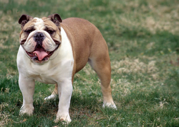 Bulldog