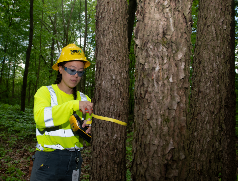 Emily Penn, senior environmental scientist for Davey Resource Group, measures the diameter of a tree on the property that Davey Resource Group is preserving for carbon credits.