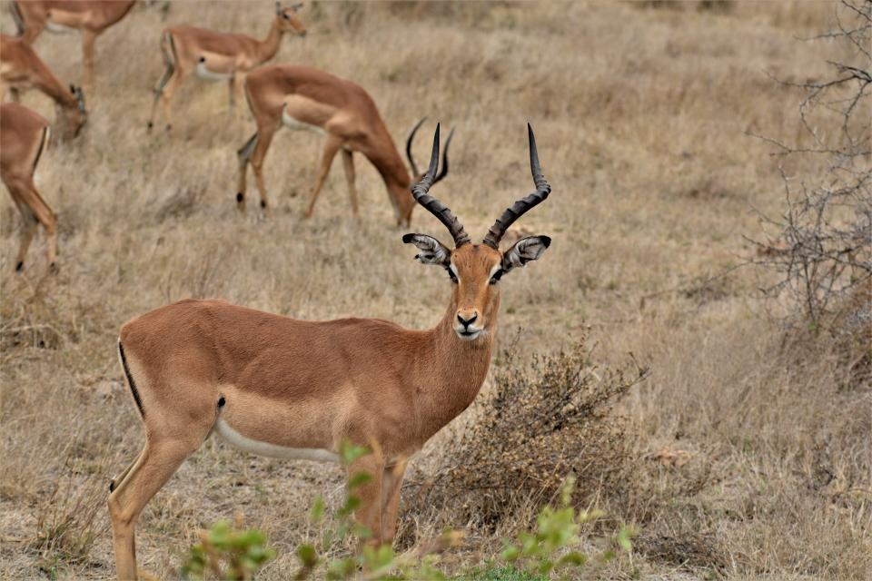 Impalas were among the animals the Gottschling family saw during a safari in Zambia.