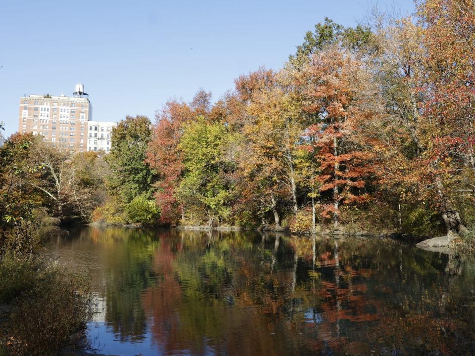 green, red, orange and brown trees along a body of water in central park