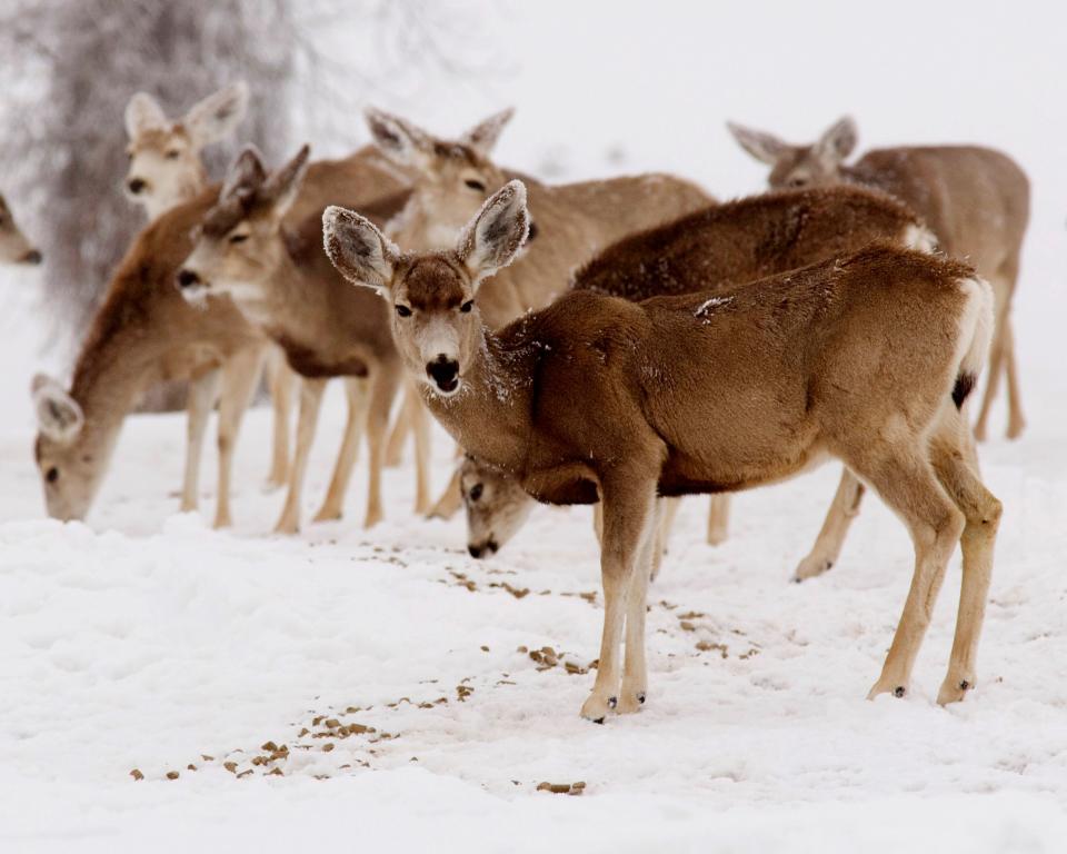 Many deer suffering from chronic wasting disease may appear totally healthy for more than a year.