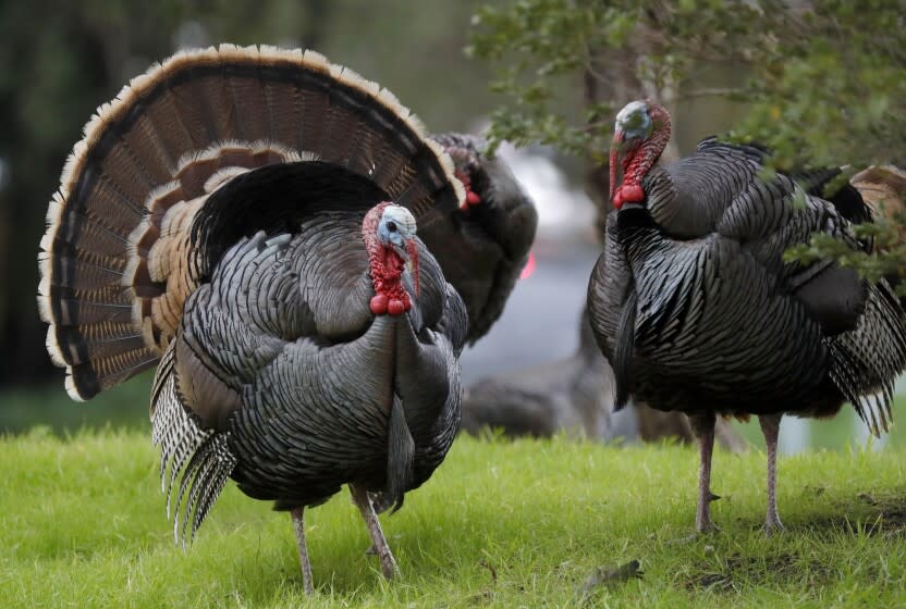 BERKELEY, CALIFORNIA - JANUARY 05: Wild turkeys are seen near the Berkeley Marina in Berkeley, Calif., on Wednesday, Jan. 5, 2021. (Jane Tyska/Digital First Media/East Bay Times via Getty Images)