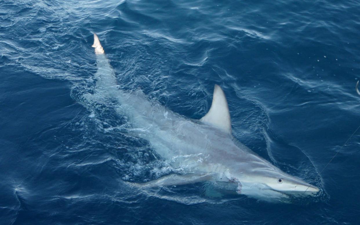 Shark attacks are rare in Tasmania (file photo) - Pascal Geraghty/AFP/Getty Images