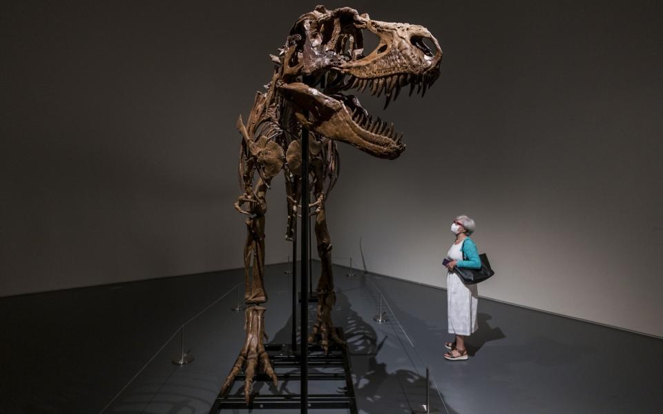 A Gorgosaurus skeleton on display at Sotheby's in July - Shutterstock