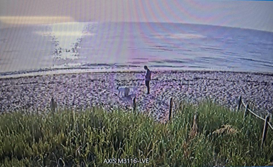 A woman identified by police as Barbara Stoia is seen on her hands and knees looking at a sea turtle nest on the beach near her home at 101 Seminole Ave. The image was captured on video stored on a hard drive that was seized from Stoia's home in July.