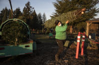 Madison Irving, an employee at Lee farms carries a freshly cut Christmas tree for a client on Saturday, Nov. 21, 2020 in Tualatin, Ore. It's early in the season, but both wholesale tree farmers and small cut-your-own lots are reporting strong demand, with many opening well before Thanksgiving. (AP Photo/Paula Bronstein)