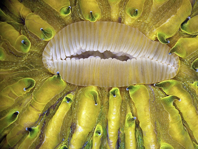 <b>6th place</b>: James Nicholson, NOAA/NOS/NCCOS Center for Coastal Environmental Health & Biomolecular Research, Fort Johnson Marine Lab, Charleston, SC, USA. Live mushroom coral Fungia sp.Close-up of mouth during expansion. Captured using tungsten illumination; the green color is bright autofluorescence. (2012 Olympus BioScapes Digital Imaging Competition) <br> <br> <a href="http://olympusbioscapes.com/gallery/2012/index.html" rel="nofollow noopener" target="_blank" data-ylk="slk:Click here to see more entries from Olympus BioScapes 2012;elm:context_link;itc:0;sec:content-canvas" class="link ">Click here to see more entries from Olympus BioScapes 2012</a>