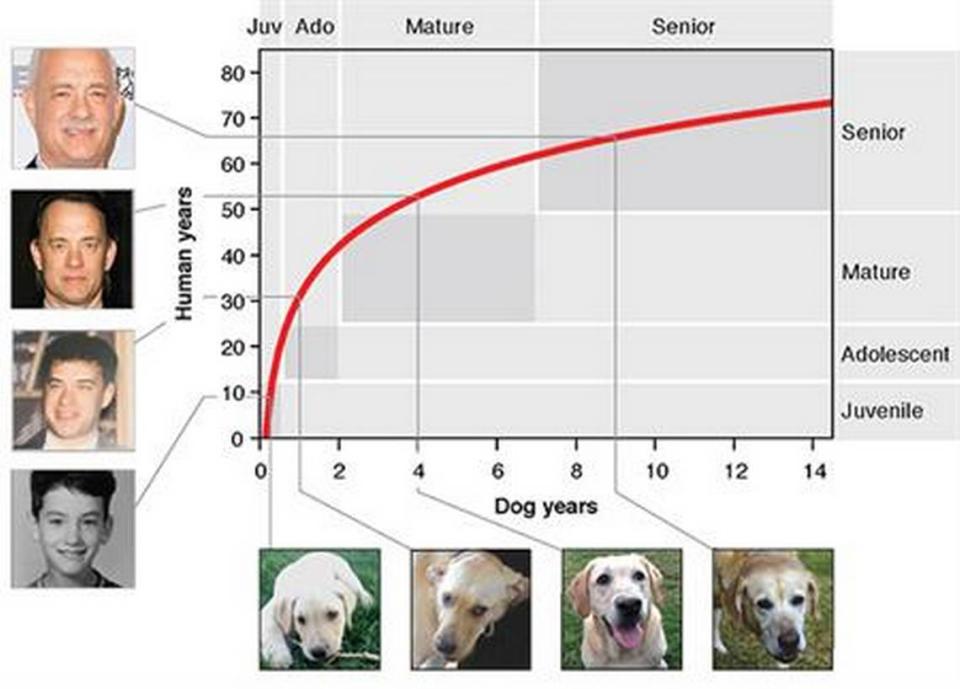 To figure out your dog’s age in human years, look for your dog’s age along the bottom axis and compare that to the red curve above. The age to the left if the correct human age, researchers say.