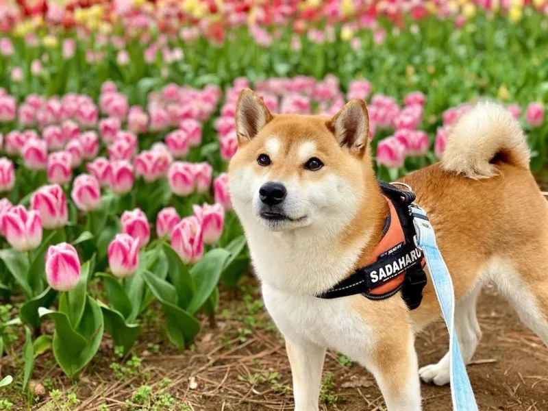 &#x0025b2;&#x005b9a;&#x006625;&#x00ff1a;&#x004f60;&#x008aaa;&#x006211;&#x00662f;&#x0072d7;&#x00ff1f;&#x004f46;&#x006211;&#x006703;&#x0055b5;&#x0055b5;&#x0053eb;&#x003002;&#x00ff08;&#x005716;&#x00ff0f;Instagram&#x00ff1a;sadaharu.shiba&#x00ff09;