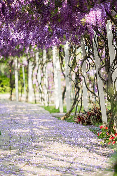 紫藤咖啡園 (圖片來源／紫藤咖啡園)